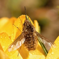 Dlouhososka velká (Bombylius major Linné 1758)