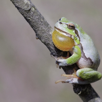 Hyla arborea