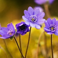 Hepatica nobilis