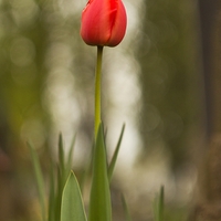 tulip