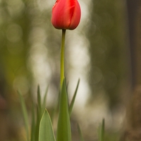 tulip