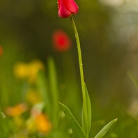 tulip