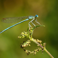 Šidélko brvnohé(Platycnemis pennipes)