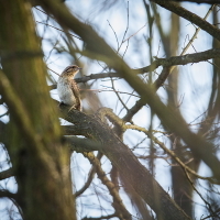 Krutihlav obecný (Jynx torquilla)