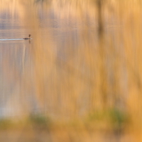 Potápka roháč (Podiceps cristatus)