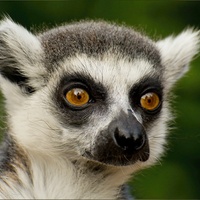 Lemur kata (Lemur catta)