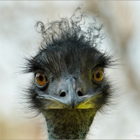 Emu hnědý (Dromaius novaehollandiae)