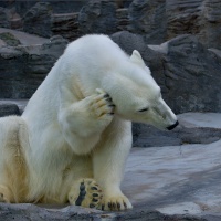 Medvěd lední (Ursus maritimus)