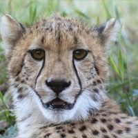 Gepard štíhlý (Acinonyx jubatus)