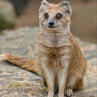 Mangusta liščí (Cynictis penicillata)