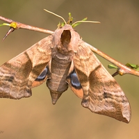 Smerinthus ocellatus (lišaj pávooký)