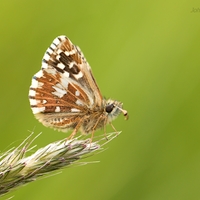 Súmračník jahodový (Pyrgus malvae) 