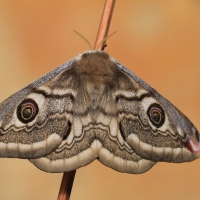 martináč podobný Saturnia pavoniella