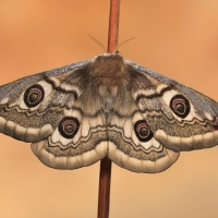 martináč podobný Saturnia pavoniella