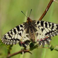  Pestrokřídlec podražcový (Zerynthia polyxena)samec