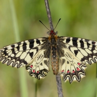 Pestrokřídlec podražcový (Zerynthia polyxena)samec