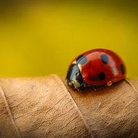 Coccinella septempunctata