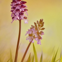 Orchis purpurea)
