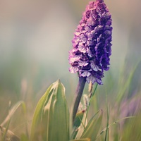 Orchis purpurea