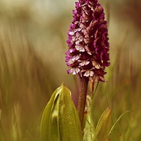 Orchis purpurea