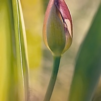 tulipánová