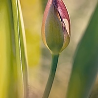 tulipánová
