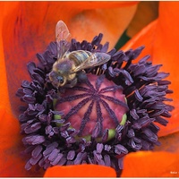 Rozkvétají zahradní máky - zdroj pro včeličky.