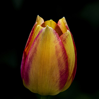 Tulipan - portret