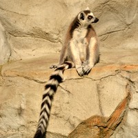 lemur