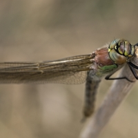 Brachytron pratense