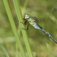 Anax imperator