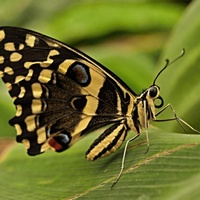 motýľ :)