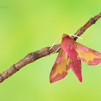 Lišaj vrbicový  (Deilephila porcellus)