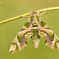 Lišaj oleandrový (Daphnis nerii) 