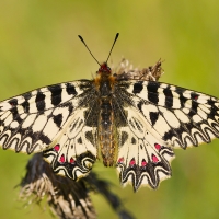 Pestrokřídlec podražcový (Zerynthia polyxena)samec