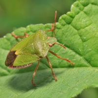  Kněžice trávozelená (Palomena prasina)