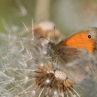  Okáč poháňkový (Coenonympha pamphilus)