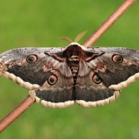 Martináč hrušňový (Saturnia pyri) 