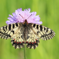 Pestrokřídlec podražcový (Zerynthia polyxena)samec