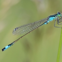 Šidélko větší (Ischnura elegans)