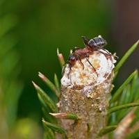 Mravenčí hostina
