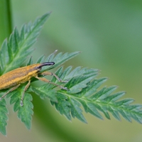 Lixus bardanae - nosatec