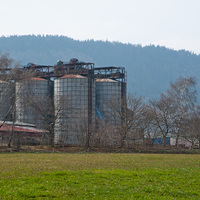 Podzimní břízy