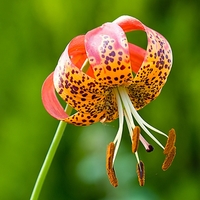 Lilium pardalium