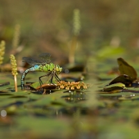 ...anax imperator...