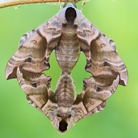 Lišaj pavooký (Smerinthus ocellatus)