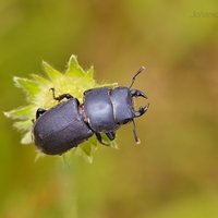 Roháčik obyčajný (Dorcus parallelipipedus)