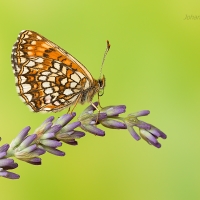 Hnedáčik čermeľový - Melitaea diamina