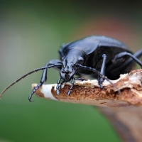 Střevlík kožitý Carabus coriaceus  