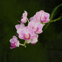 orchidejovka
